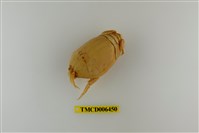 藏品(大理石蟬蟹)的圖片